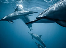 实测复盘：遇到爱游戏官网，只要出现链接短到看不出来源就立刻停